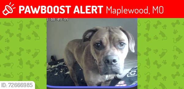 Lost Female Dog last seen Laclede Forest apmts, Maplewood, MO 63143