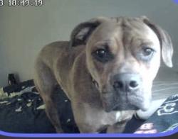Lost Female Dog last seen Laclede Forest apmts, Maplewood, MO 63143