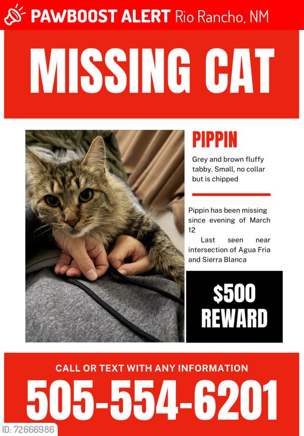 Lost Female Cat last seen Highway 550 and Sierra Blanca , Rio Rancho, NM 87174