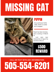 Lost Female Cat last seen Highway 550 and Sierra Blanca , Rio Rancho, NM 87174