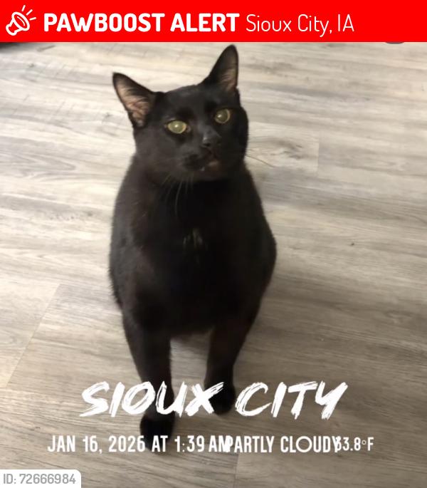 Lost Male Cat last seen Corner of west 19th and Allan st , Sioux City, IA 51103