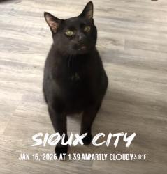 Lost Male Cat last seen Corner of west 19th and Allan st , Sioux City, IA 51103
