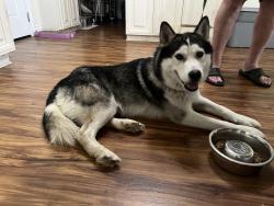 Found/Stray Unknown Dog last seen 5th and Glenwood, Katy, TX 77493