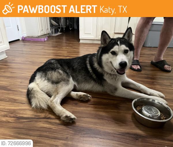 Found/Stray Unknown Dog last seen 5th and Glenwood, Katy, TX 77493
