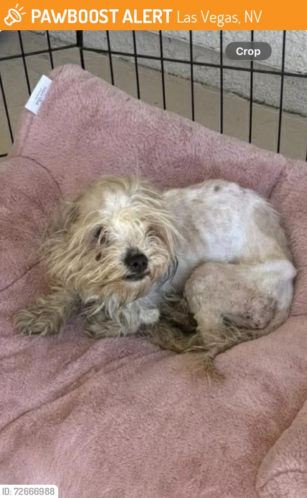 Found/Stray Male Dog last seen Pebble and Cimarron , Las Vegas, NV 89113