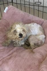 Found/Stray Male Dog last seen Pebble and Cimarron , Las Vegas, NV 89113