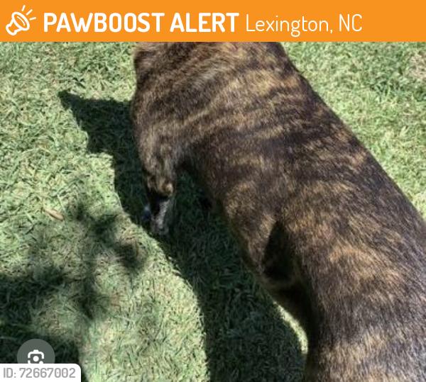 Found/Stray Unknown Dog last seen Between exit 87 & 88, Lexington, NC 27292