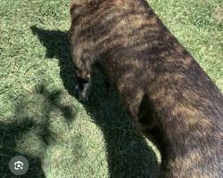 Found/Stray Unknown Dog last seen Between exit 87 & 88, Lexington, NC 27292