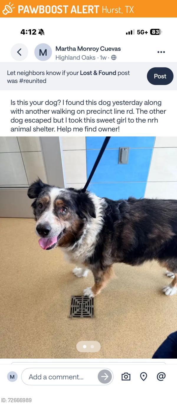 Found/Stray Unknown Dog last seen Precinct line, Hurst, TX 76118