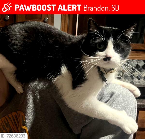 Lost Male Cat last seen 484th and hwy 42 east , Brandon, SD 57005