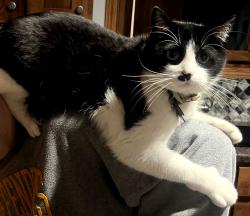 Lost Male Cat last seen 484th and hwy 42 east , Brandon, SD 57005
