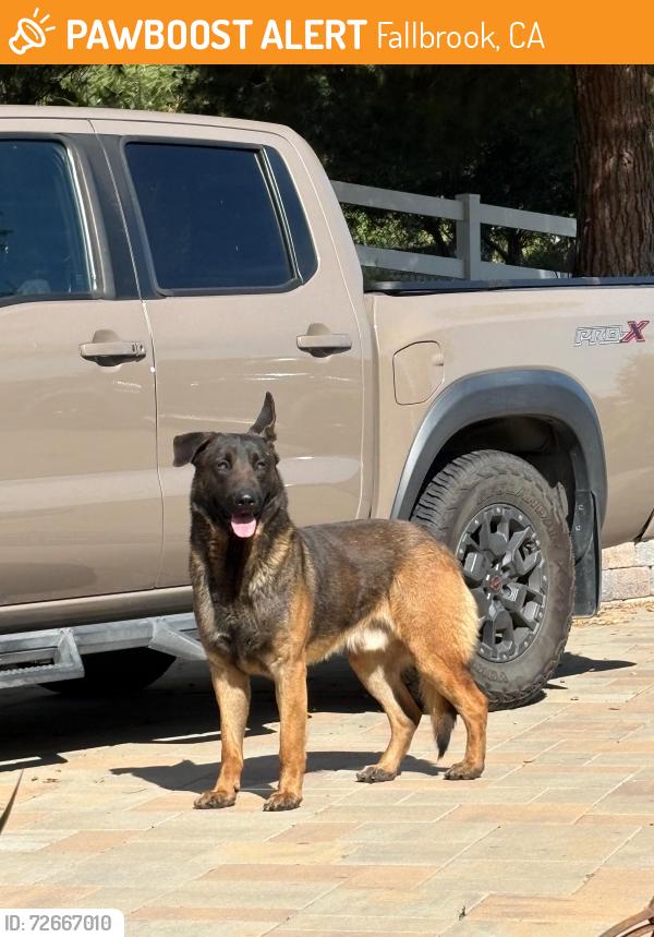 Found/Stray Male Dog last seen Olive Hill and Mackey Dr, Fallbrook, CA 92028