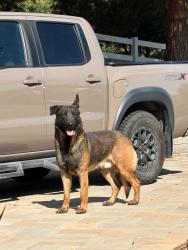 Found/Stray Male Dog last seen Olive Hill and Mackey Dr, Fallbrook, CA 92028