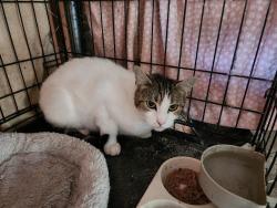 Found/Stray Female Cat last seen Pioneer Blvd and 178th St, Artesia, CA 90701