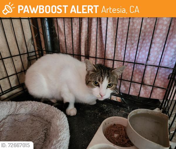 Found/Stray Female Cat last seen Pioneer Blvd and 178th St, Artesia, CA 90701