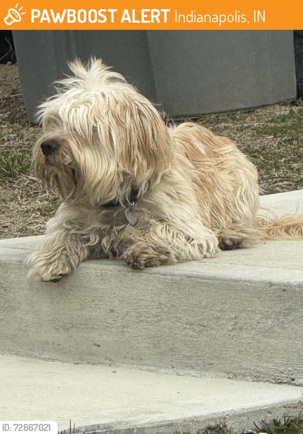 Found/Stray Unknown Dog last seen E 16th and N Sherman , Indianapolis, IN 46218