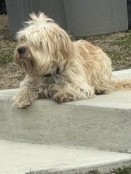 Found/Stray Unknown Dog last seen E 16th and N Sherman , Indianapolis, IN 46218