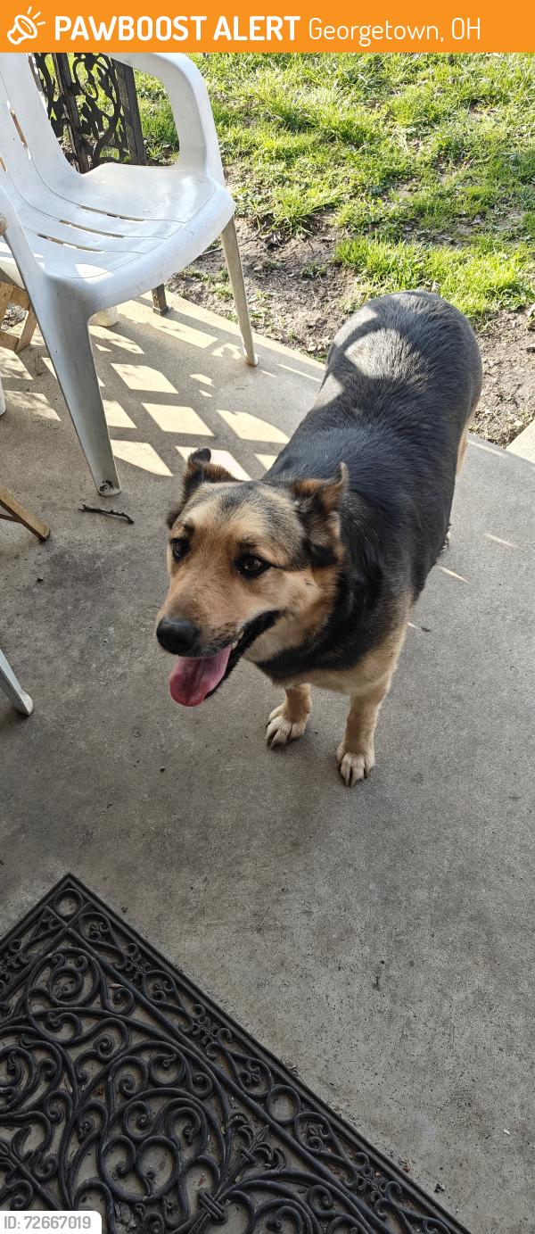 Found/Stray Female Dog last seen White Oak Ave and West State St, Brown County Fairgrounds, Georgetown, OH 45121