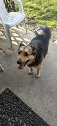 Found/Stray Female Dog last seen White Oak Ave and West State St, Brown County Fairgrounds, Georgetown, OH 45121