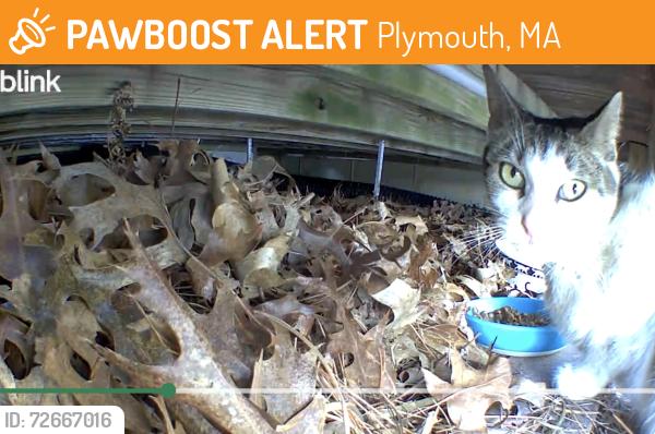 Found/Stray Female Cat last seen Federal Furnace Rd, Plymouth, MA 02360