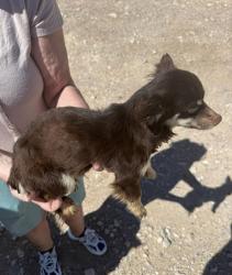 Found/Stray Female Dog last seen Pebble and Cimarron, Las Vegas, NV 89113