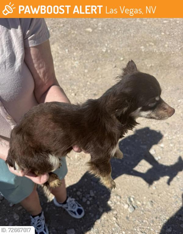 Found/Stray Female Dog last seen Pebble and Cimarron, Las Vegas, NV 89113