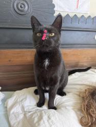 Lost Male Cat last seen Ruby Ranch Road & West Bartlett, Buda, TX 78610