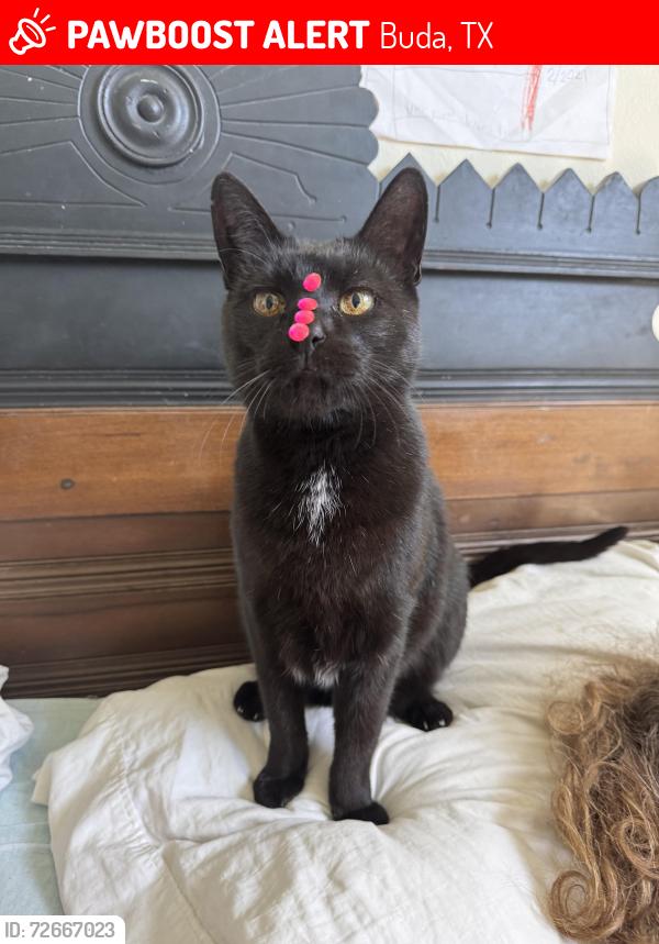 Lost Male Cat last seen Ruby Ranch Road & West Bartlett, Buda, TX 78610