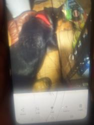 Lost Female Dog last seen 56th Portland ave east, Tacoma, WA 98404