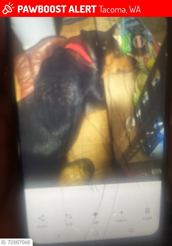 Lost Female Dog last seen 56th Portland ave east, Tacoma, WA 98404