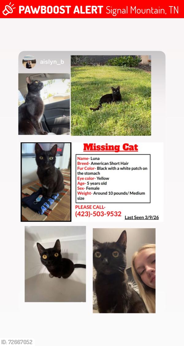 Lost Female Cat last seen Timberlakes  Golf Course , Signal Mountain, TN 37377