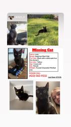 Lost Female Cat last seen Timberlakes  Golf Course , Signal Mountain, TN 37377