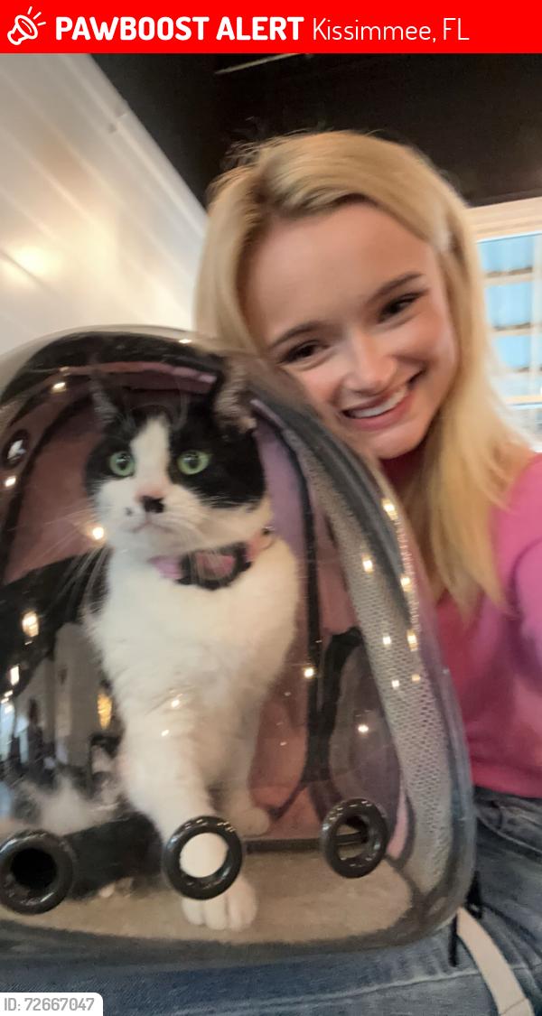 Lost Female Cat last seen Storey Lake Reflections, Kissimmee, FL 34746