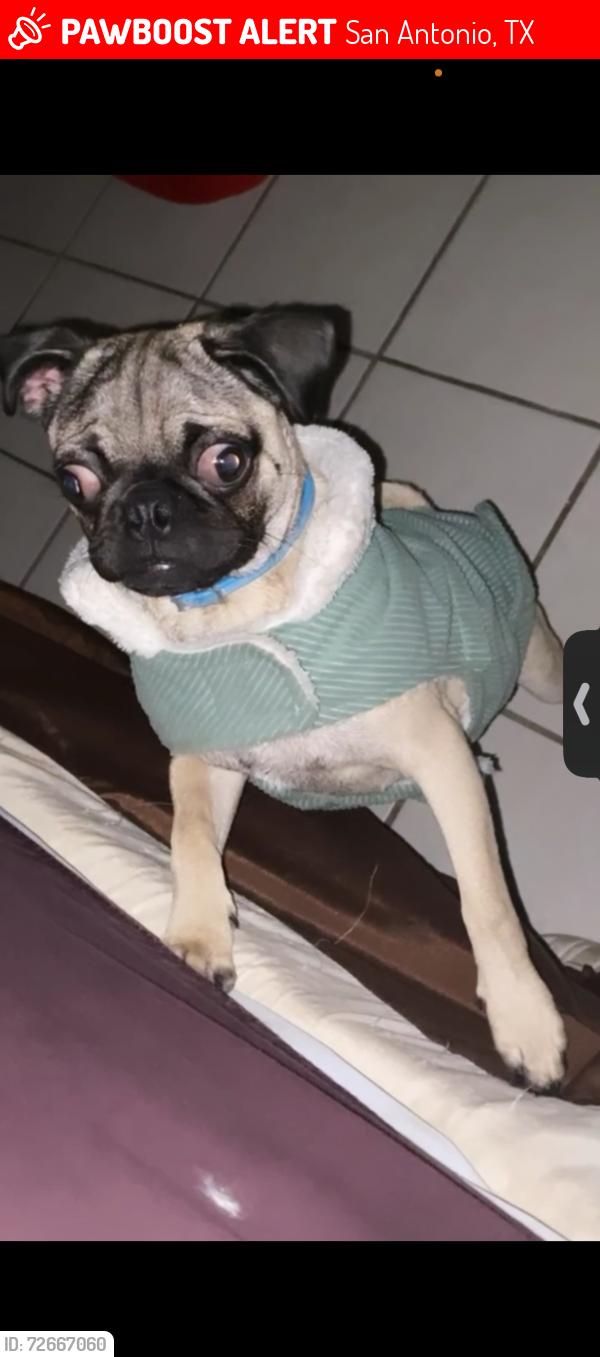 Lost Male Dog last seen Near area, San Antonio, TX 78251