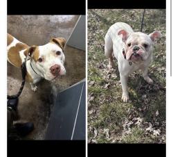 Found/Stray Unknown Dog last seen Gary Animal Control intakes, Gary, IN 46402