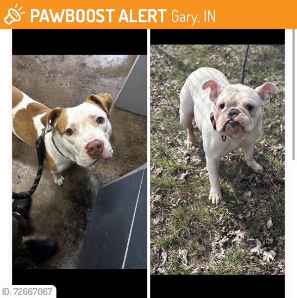 Found/Stray Unknown Dog last seen Gary Animal Control intakes, Gary, IN 46402