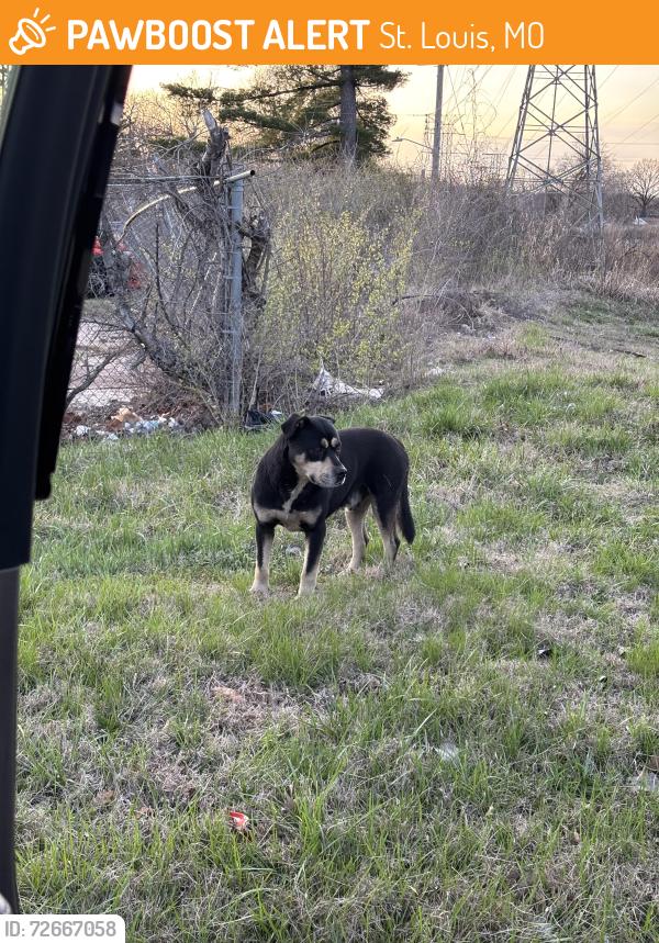 Found/Stray Male Dog last seen Pennsylvania x Teal Ave., St. Louis, MO 63133