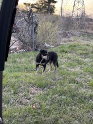 Found/Stray Male Dog last seen Pennsylvania x Teal Ave., St. Louis, MO 63133