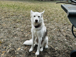 Found/Stray Female Dog last seen Celine Dr & Village Park , San Antonio, TX 78250