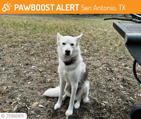 Found/Stray Female Dog last seen Celine Dr & Village Park , San Antonio, TX 78250