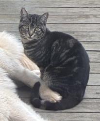 Lost Male Cat last seen Buck Creek Rd and Curtin Rd, Drain, OR 97435