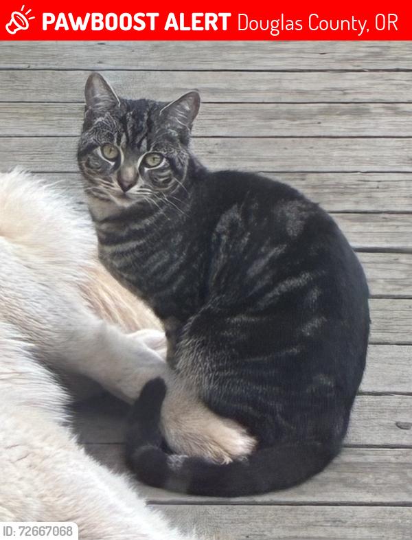 Lost Male Cat last seen Buck Creek Rd and Curtin Rd, Drain, OR 97435