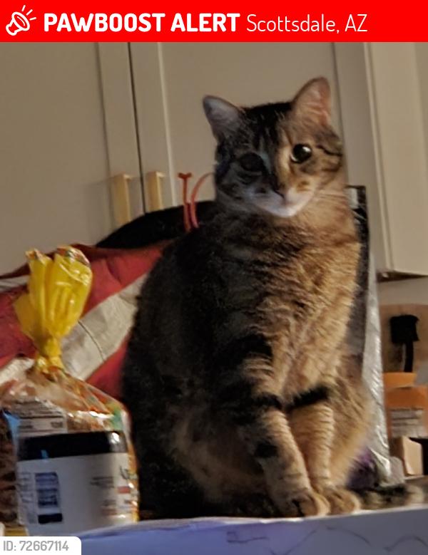 Lost Female Cat last seen Via del elemental , Scottsdale, AZ 85258