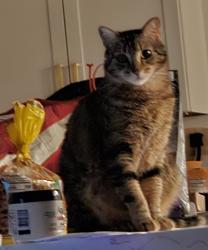 Lost Female Cat last seen Via del elemental , Scottsdale, AZ 85258