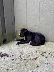 Found/Stray Male Dog last seen Blanton Road, Fayetteville, NC 28303
