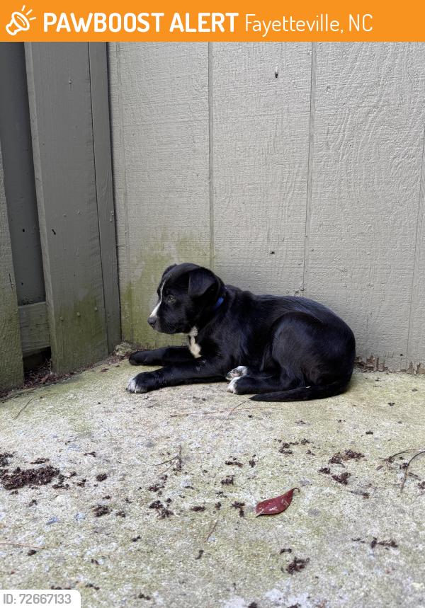 Found/Stray Male Dog last seen Blanton Road, Fayetteville, NC 28303
