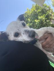 Found/Stray Male Dog last seen Bockman Rd , San Lorenzo, CA 94580
