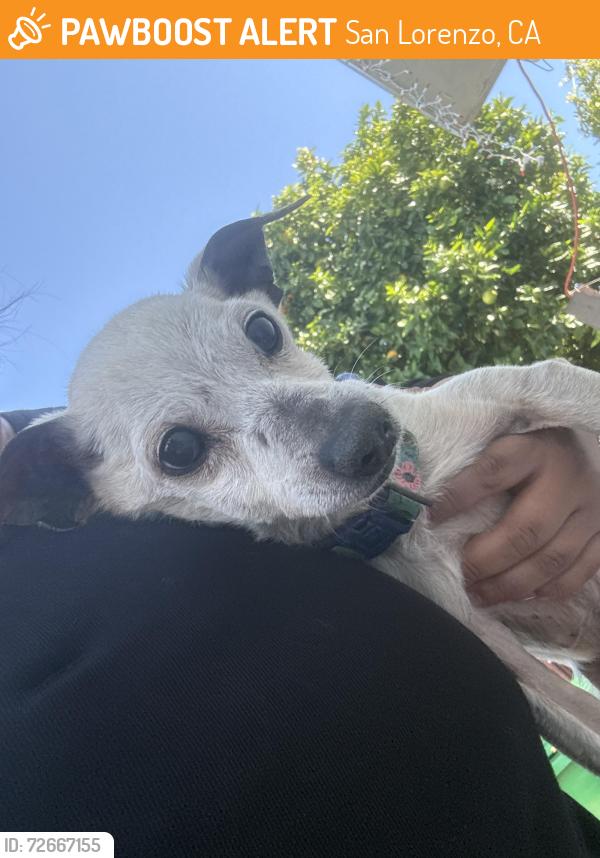 Found/Stray Male Dog last seen Bockman Rd , San Lorenzo, CA 94580