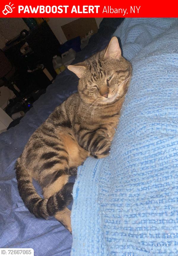 Lost Male Cat last seen Near Hollywood Ave, Albany, NY 12209