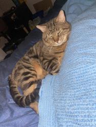 Lost Male Cat last seen Near Hollywood Ave, Albany, NY 12209